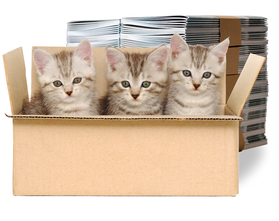 3 Kätzchen in einem offenen Karton, im Hintergrund banderodierte Broschüren